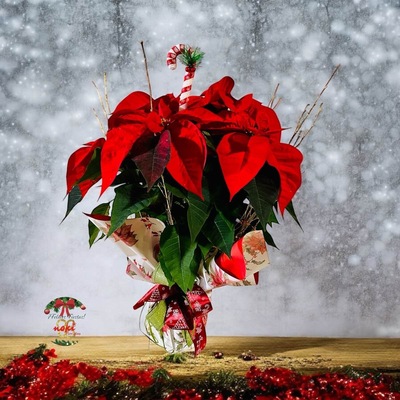  POINSETIA DECORADA CON COMPLEMENTOS NAVIDEÑOS