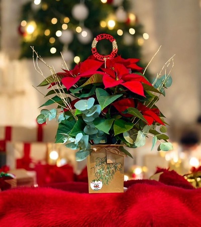   POINSETIA EN CAJA CON COMPLEMENTOS NAVIDEÑOS Y EUCALIPTO.