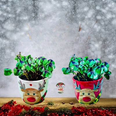 COMPOSICIÓN NAVIDEÑA  CON PLANTA DE TRÉBOL DE CUATRO HOJAS