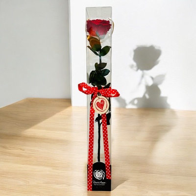 ROSA PRESERVADA ESTUCHADA DE 50CMS