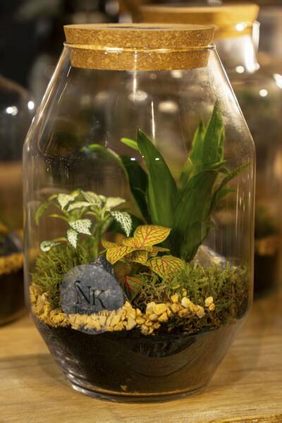 TERRARIO TROPICAL BLOSSOM