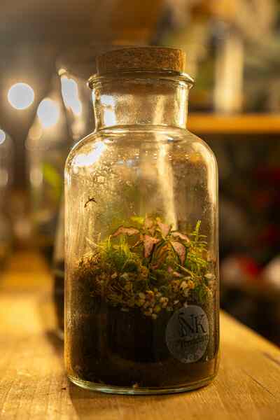 TERRARIO MINI JUNGLE