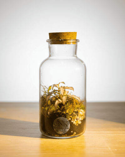 TERRARIO MINI JUNGLE