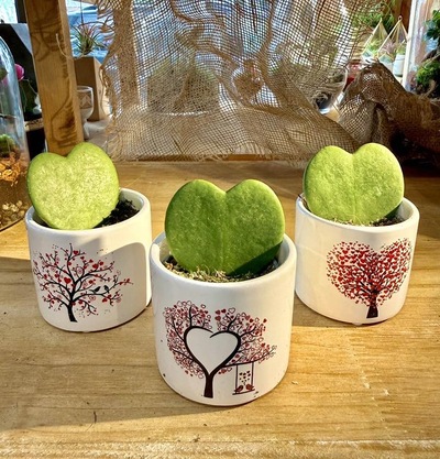 MACETA LOVE CON PLANTA DE HOYA KERRII