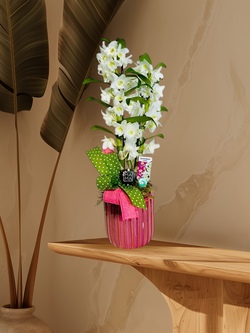 ORQUIDEA DENDROBIUM MAMÁ 2 TALLOS EN MACETA DECORATIVA