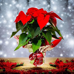  POINSETIA