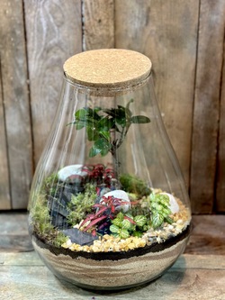 TERRARIUM GLOBO BONSAI