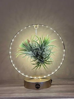  PLANTA TILLANDSIA CON LED