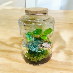TERRARIUM POTHOS Y CALATHEAS
