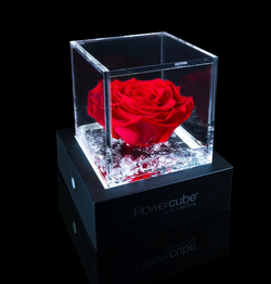 ROSA PRESERVADA FLOWER CUBE