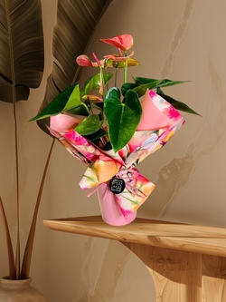 PLANTA DE ANTURIUM ROSA EN MACETA DE CERÁMICA