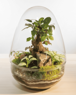 TERRARIO SILENT SANCTUARY