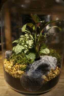 TERRARIO VERDANT HOLLOW