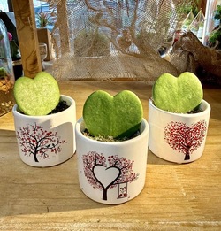 MACETA LOVE CON PLANTA DE HOYA KERRII