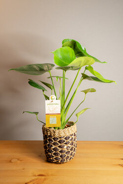 PLANTA DE MONSTERA EN BASE DE MIMBRE